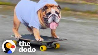 Bulldog Obsessed With His Skateboard Hates When His Parents Try To Take It Away From Him  The Dodo
