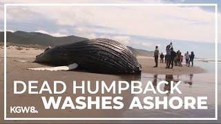 Dead humpback whale washes ashore on Oregon Coast