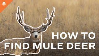 6 Tips To Help You Find Mule Deer