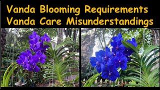 4 important tips to make Vanda orchids bloom  Vanda orchids care  Gorgeous Vanda orchids