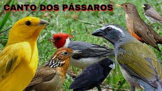 PÁSSAROS CANTANDO AO AMANHECER Perfeito para estimular suas aves