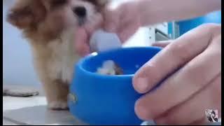 Bluezao dando cebola para o cachorro comer