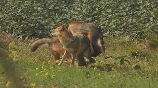 Golden Jackal Love making scene