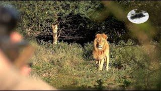 Löwenangriff auf Jäger - Jagen in Südafrika - Big Five-Jagd