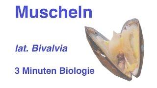 Bivalvia - Muscheln - 3 Minuten Biologie