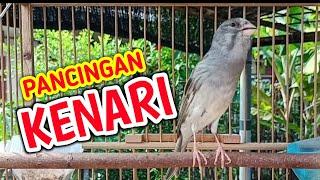 PANCINGAN KENARI GACOR PANJANG CUIT CUIT NGEROLL RAPAT