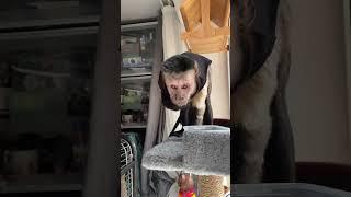 Прошка и Пашка #проша #monkey #капуцин