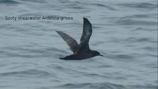 Pelagic birding trip California