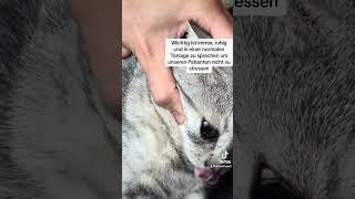 Removing foreign body from a cats eye