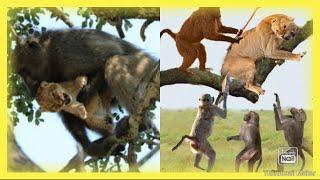 Discovery Channel Lion and monkey malice