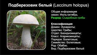 Подберезовик белый Leccinum holopus