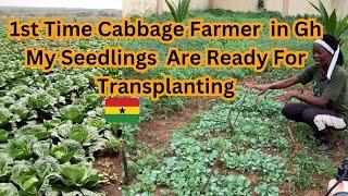 first time doing cabbage farming business in Ghana ep1 investing in farming business farm update