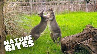 Adorable Miniature Kangaroos Hopping into Chester Zoo