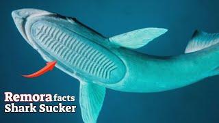 Remora Facts The Shark Sucker - Remora Facts The Shark Sucker  Animal Fact Files