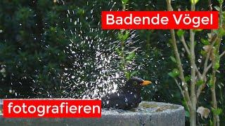 Badende Vögel mit der GoPro filmen