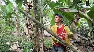 MOHON MAAF TEMAN TEMAN BELUM BISA UPLOAD VIDIO BANYAK SEKALI KEGIATAN DI KEBUN