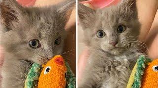 Kitten with Fuzzy Hair and Unbridled Energy Thrives With Help of Other Cats