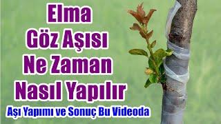 Elma göz aşısı nasıl yapılır  Elma nasıl aşılanır  Elma aşılama  Yaprak göz aşısı  Ağaç aşılama