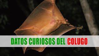 El lémur volador Colugo  Datos curiosos de animales