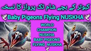 Kabootar sham tak uranay ka Nuskha  pigeons babies flying Nuskha  100 % GARANTED NUSKHA