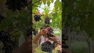 PANEN ANGGUR DI KEBUN ANGGUR CSK GRAPE PART1