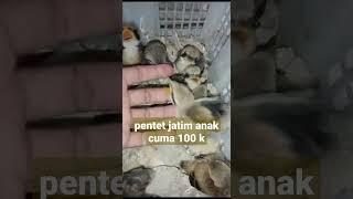 Turun harga sampai harga termurah cuma 100 k dapat pentet jatim