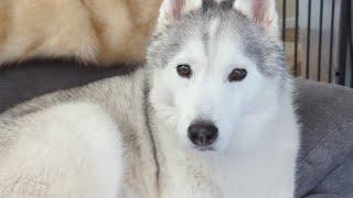 Surprise LIVE with the Huskies and Snow Dogs Vlogs