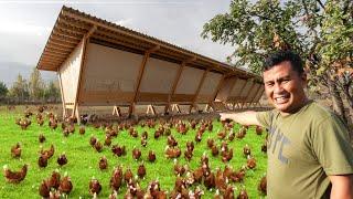 My 1 Hectare Farm of Free-range Chickens What is A Free-range Chicken Farm & How does it Work?