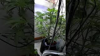 Grow Timelapse