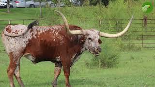 Texas Longhorn Cattle Farming - The amazing Longhorn Cows Farm • Cow Video