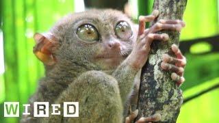 Absurd Creatures  The Tarsier Leaps Like a Superhero Looks Like Yoda