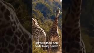 Giraffe ki ladai dekhlo aaj  #giraffe #shorts #youtubeshorts #funny #youtube