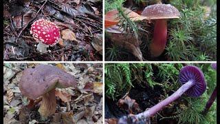 Xerocomus badius-Imleria badia Laccaria amethystina Amanita muscaria Xerocomllus chrysenteron