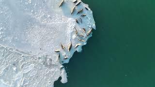 Sea ​​lions on ice