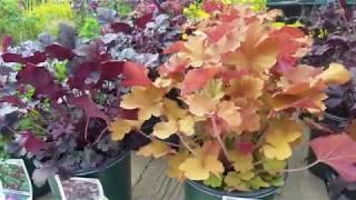 Heuchera Obsidian Caramel & Plum Pudding Coral Bells