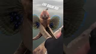 LRF İLE BALIK AVI - LlGHT ROCK FISHING - Lrf tekniği ile kırlangıç avı
