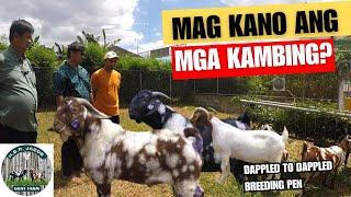 PRESYO NG KAMBING SA HBR GOAT JACOBS GOAT FARM MAGKANO NGA BA?BAUAN BATANGASBOER GOAT FARMING