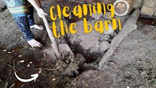 Would you clean a cow barn barefoot?  Helping at the neighbor’s dairy farm  Dirty feet & soles