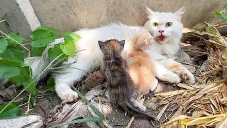 Scared mother cat wanted to take us to her kittens because she saw a big dog near her kittens