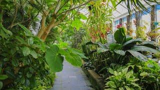 How to Plan a Jungle garden