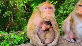 Cute Baby Monkey Comfort. #wildlife #primate #cutebabymonke #macaque #comedy #survival #animallover