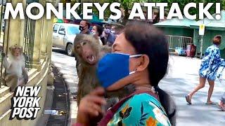 Monkey gangs are taking over Thailand amid coronavirus  New York Post