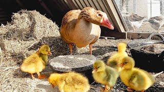 My Goose Just Hatched Five Goslings