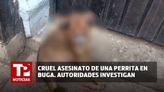 Cruel asesinato de una perrita en Buga. Autoridades investigan 23.07.2024 TP Noticias