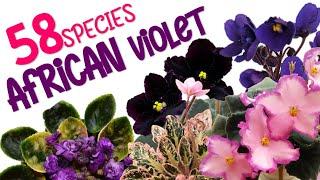 58 AFRICAN VIOLET VARIETIES  HERB STORIES