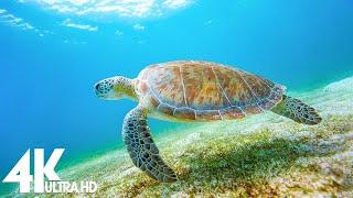 Underwater World 4K ULTRA HD – 3 HOURS Stunning 4K Underwater footage + Relaxing Music