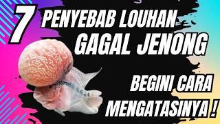 7 penyebab louhan kurang jenong dan cara mengatasinya