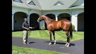 MyRacehorse Breeding Shed