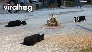 Dogs Herding Ducks  ViralHog