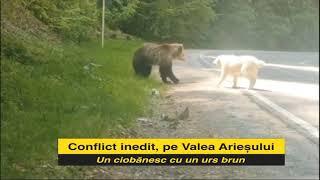 Conflict inedit pe valea Arieșului Un urs brun cu un câine ciobănesc